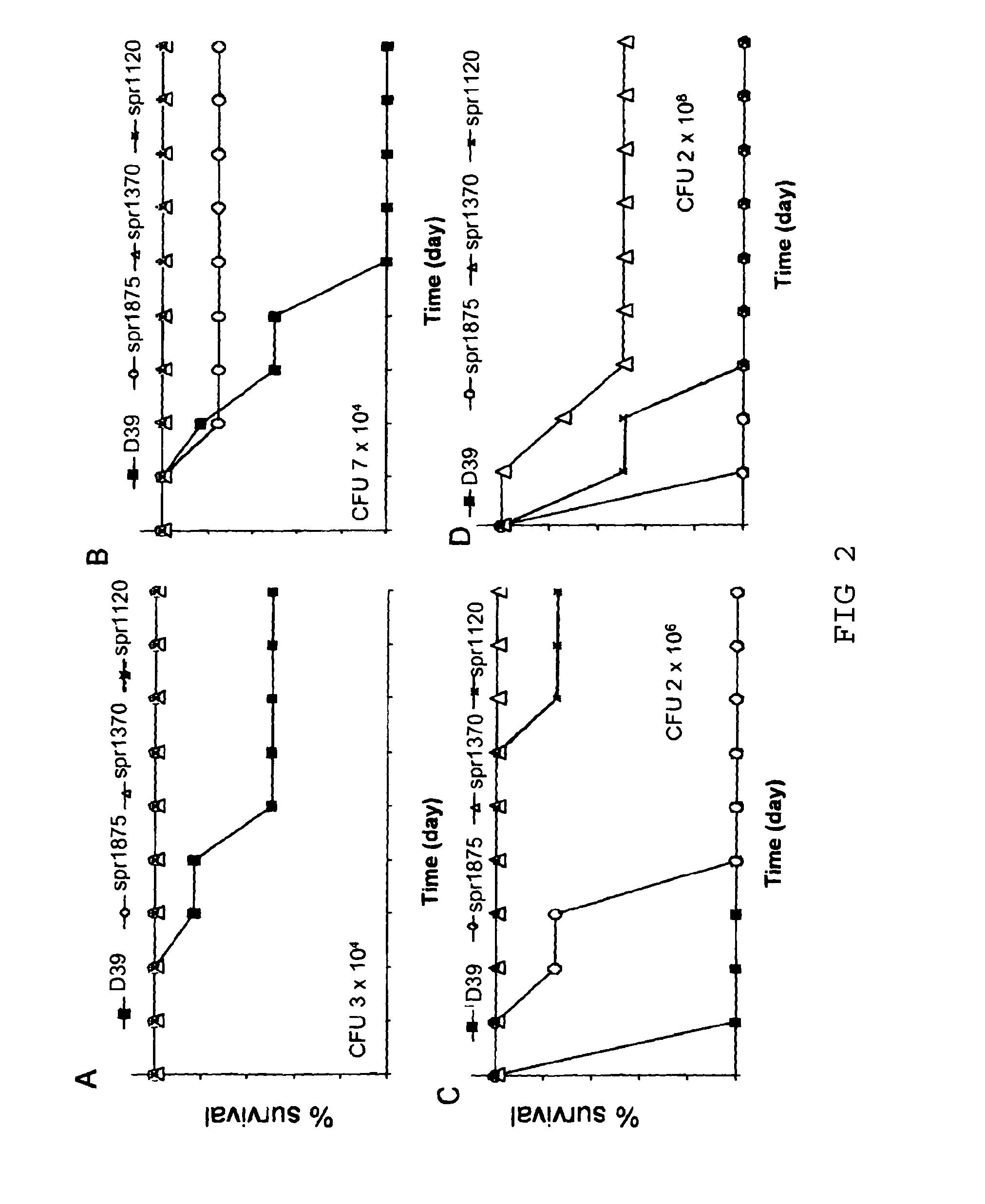 Antigenic protein fragments of streptococcus pneumoniae