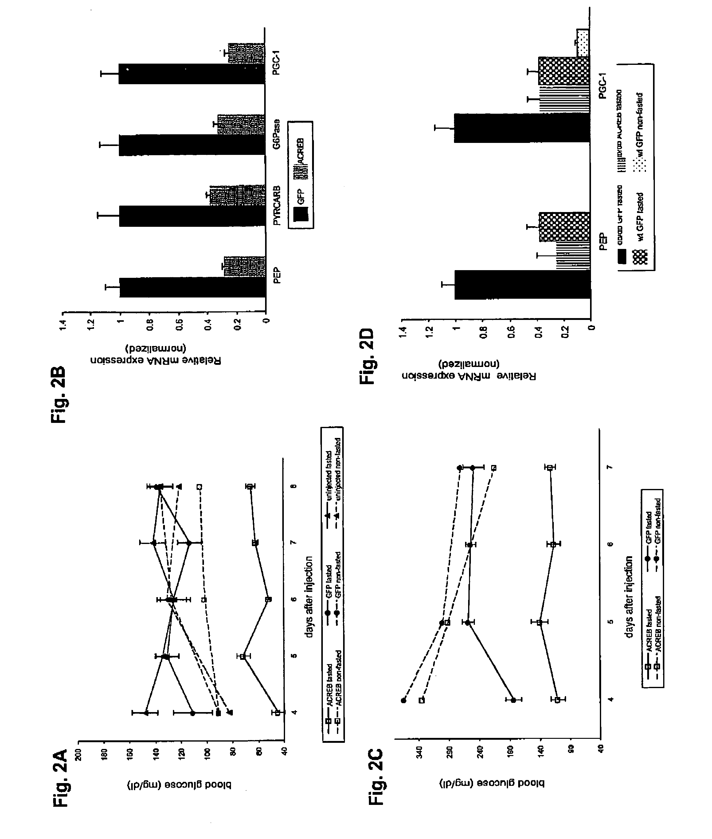 Methods for indentifying compounds that modulate gluconeogenesis through the binding of CREB to the PGC-1 promoter