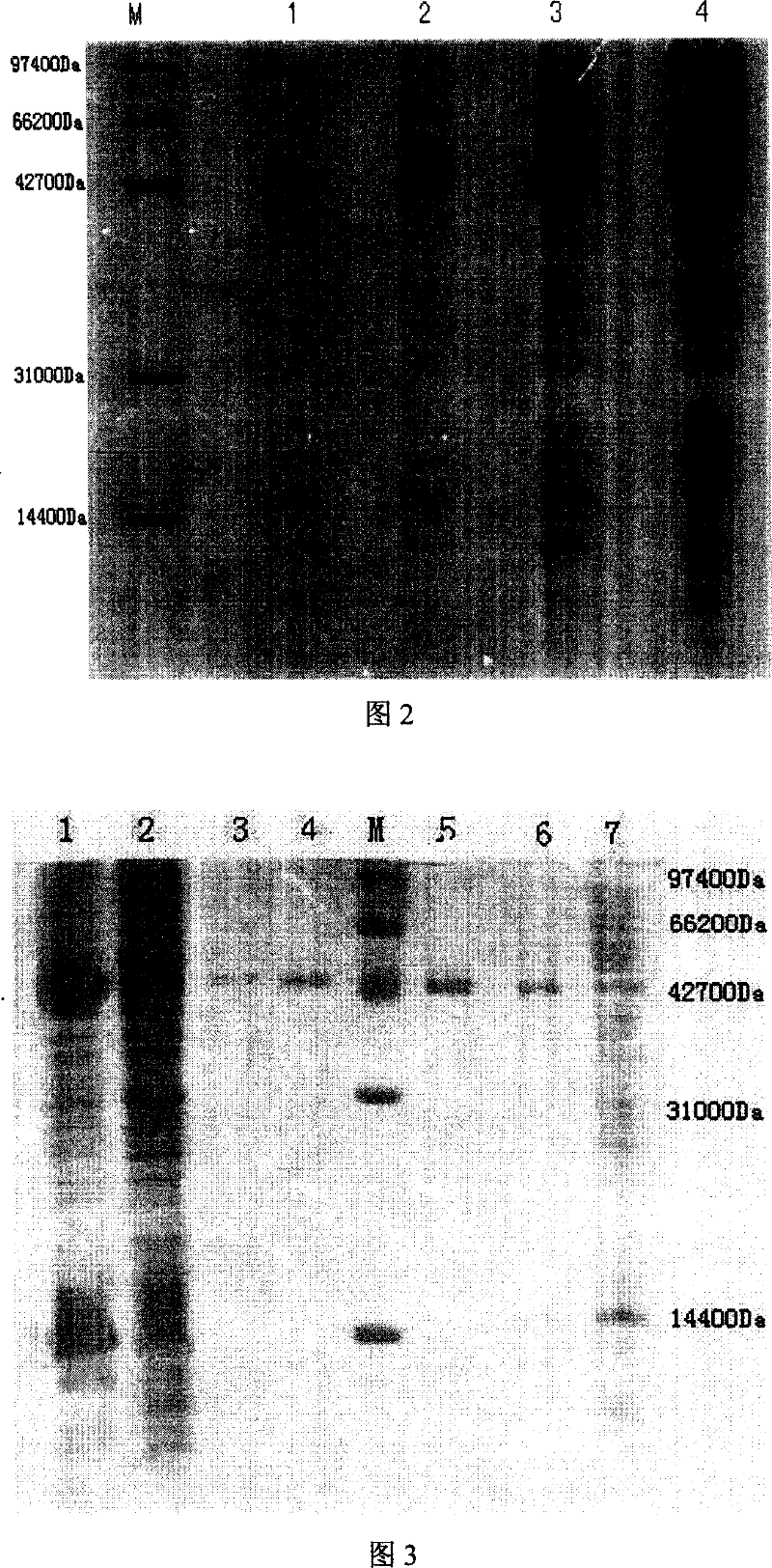 Culture method engineering bacterium capable of producing 5-amino acetyl propionic acid in high yield