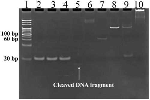 Sensor based on TdT-RCA and application thereof in DNA methyltransferase detection