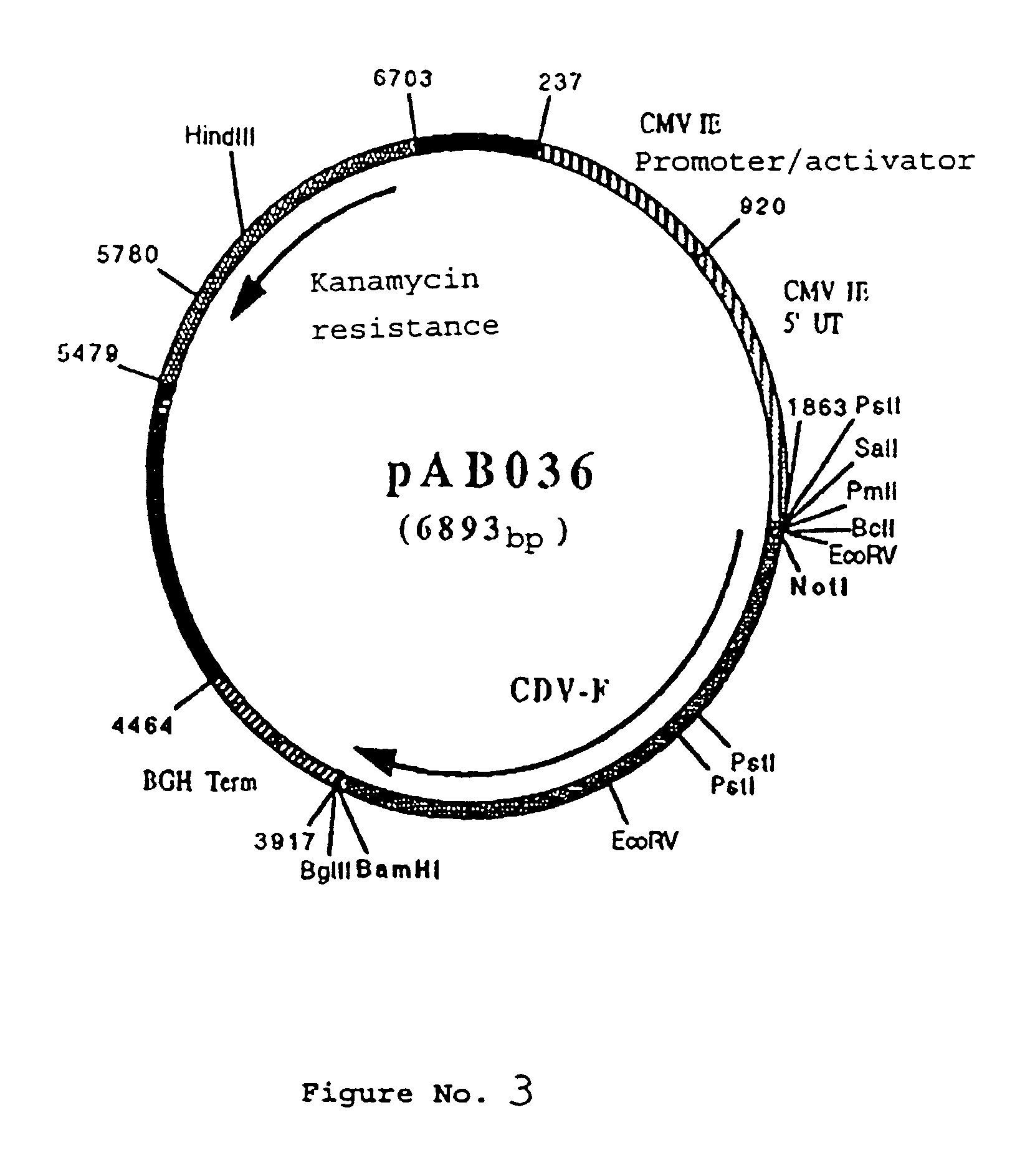 Polynucleotide vaccine formula against canine pathologies, in particular respiratory and digestive pathologies