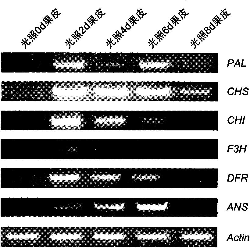 Method for extracting total RNA from plant tissue rich in polysaccharides and polyphenols and secondary metabolites