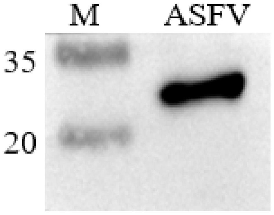 Monoclonal antibody prepared from African swine fever virus truncated protein p54 and application thereof