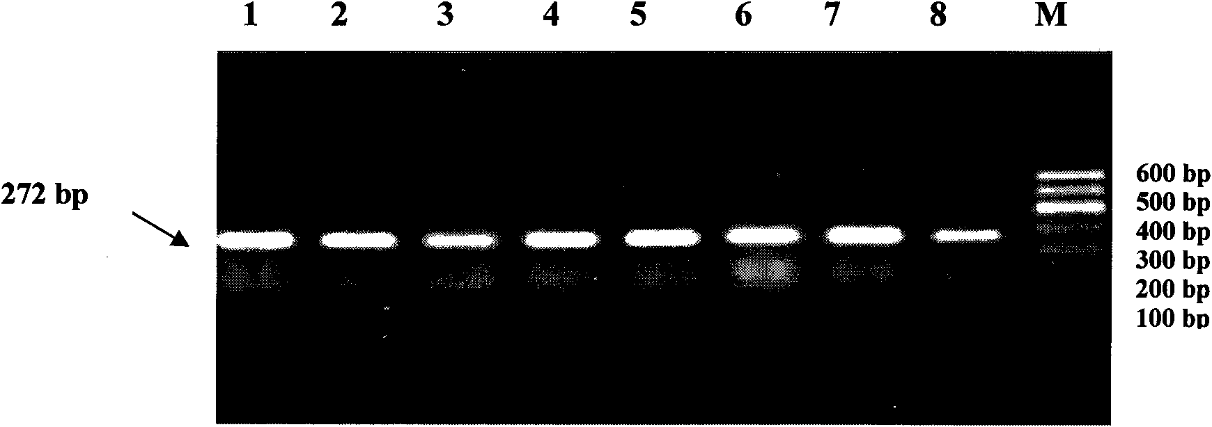 Method for detecting single nucleotide polymorphism (SNP) of ox PRDM16 gene