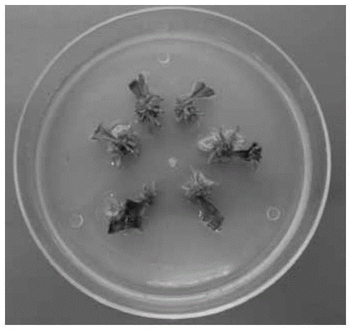 A method for inducing adventitious buds from leaves of Populus trichocarpa and plant regeneration