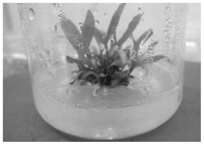 A method for inducing adventitious buds from leaves of Populus trichocarpa and plant regeneration