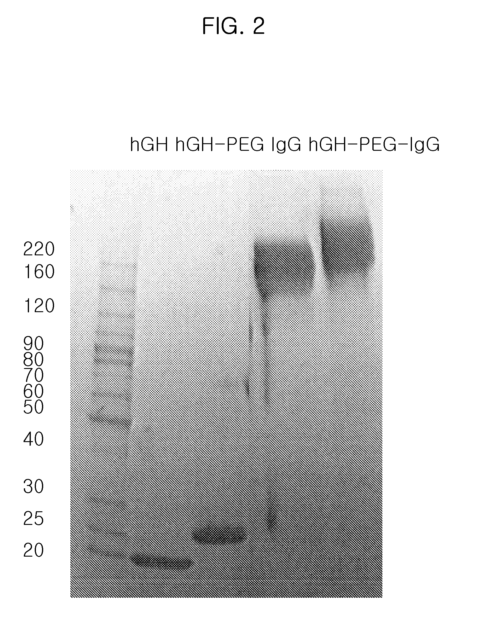 Physiologically active polypeptide conjugate having prolonged in vivo half-life