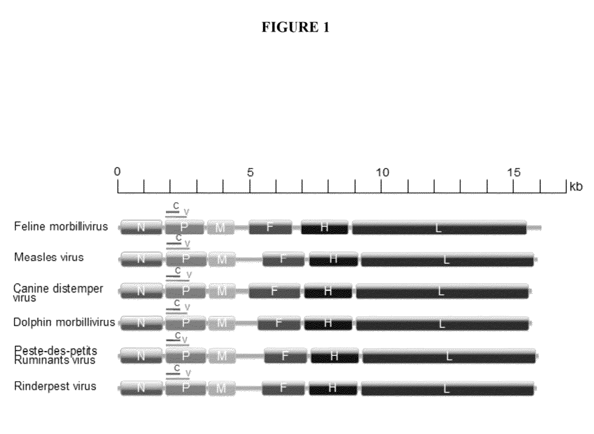 Feline morbillivirus and uses thereof