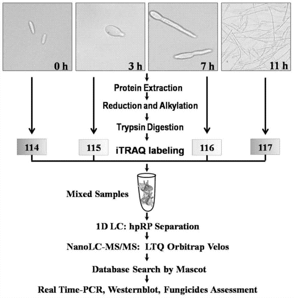 Biological Agents and Methods for Controlling Banana Fusarium Wilt