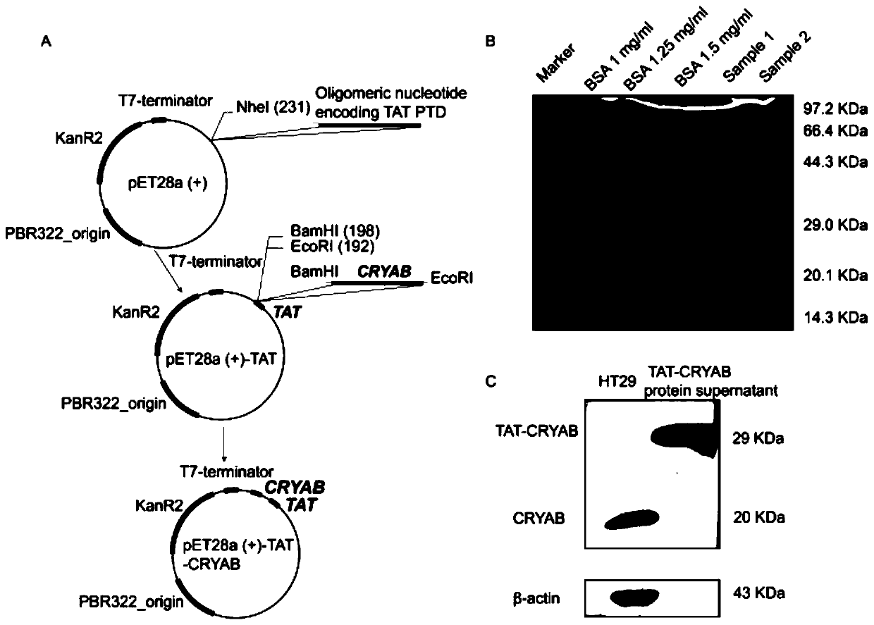 Application method of TAT-CRYAB fusion protein in intestinal inflammation