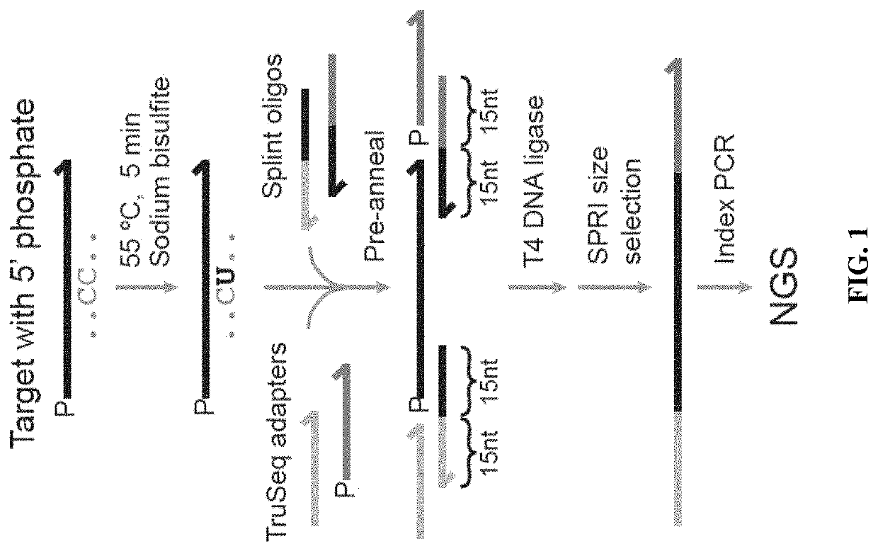 Methods for studying nucleotide accessibility in DNA and RNA based on low-yield bisulfite conversion and next-generation sequencing