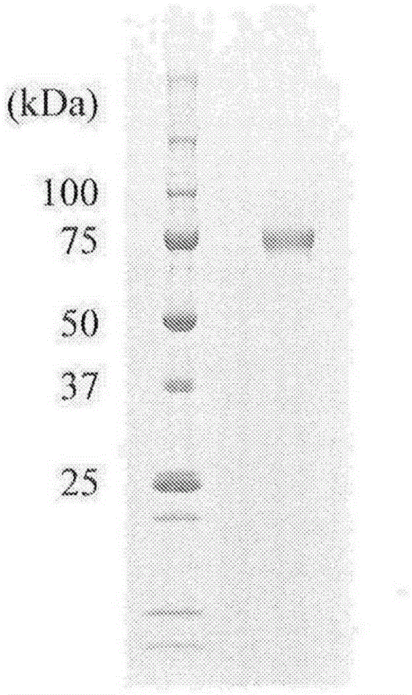 Heparosan-glucuronic acid-5-epimerase, and method for producing polysaccharide using same