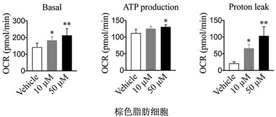 Application of milk-derived polypeptide and chimeric peptide thereof in preparation of medicine for promoting adipocyte energy metabolism