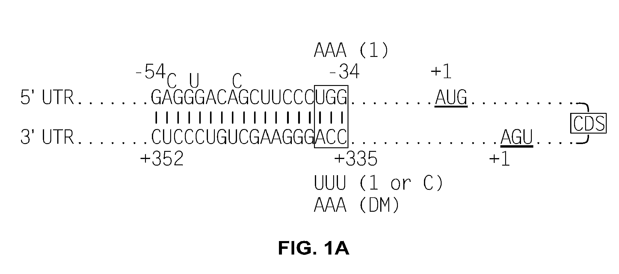 Oligonucleotides which inhibit p53 induction in response to cellular stress