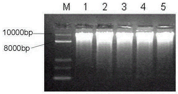 A method for extracting rice endosperm dna in batches