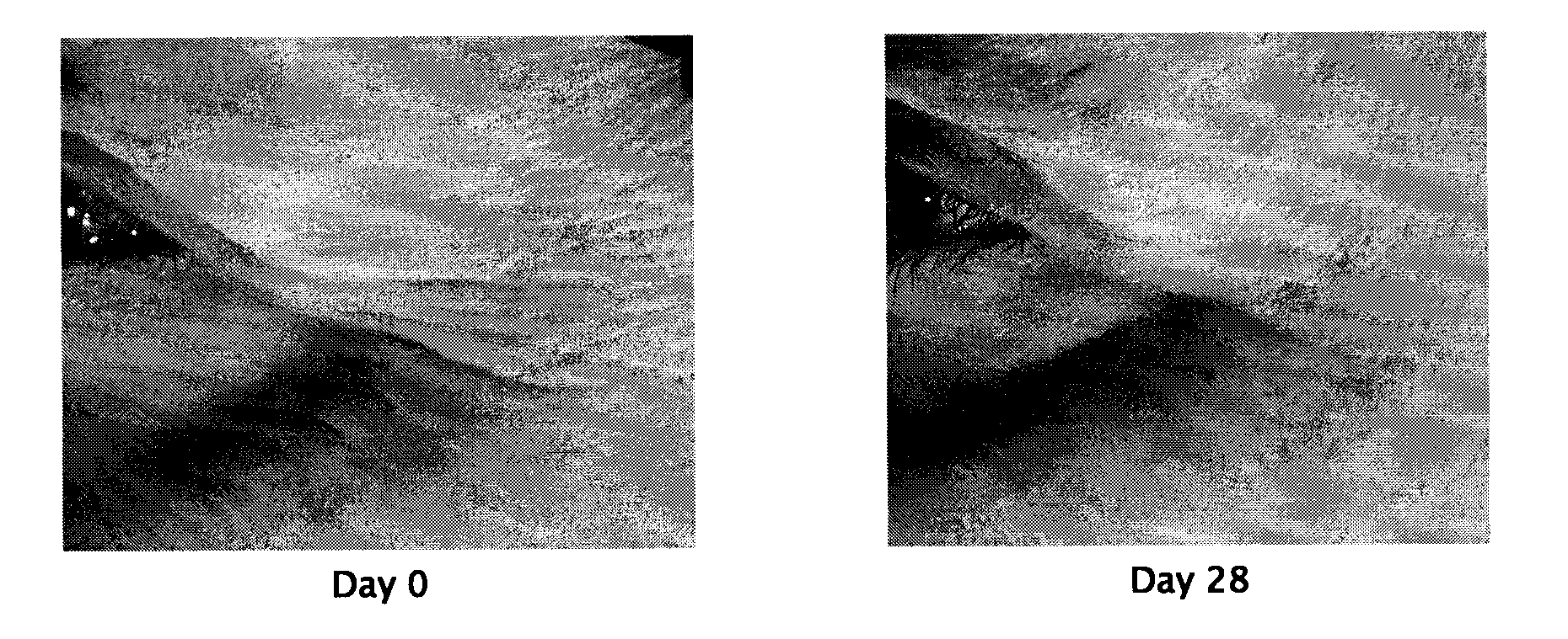 Novel compounds, use thereof in cosmetic and cosmeceutic applications, and compositions comprising same