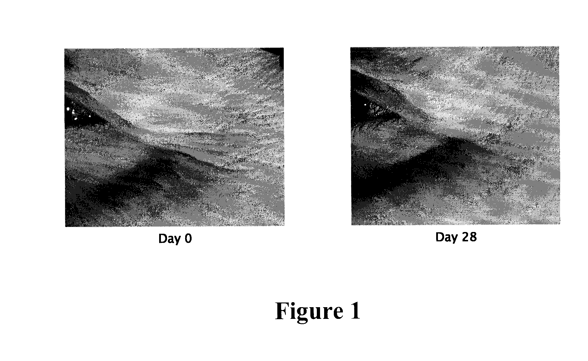 Novel compounds, use thereof in cosmetic and cosmeceutic applications, and compositions comprising same