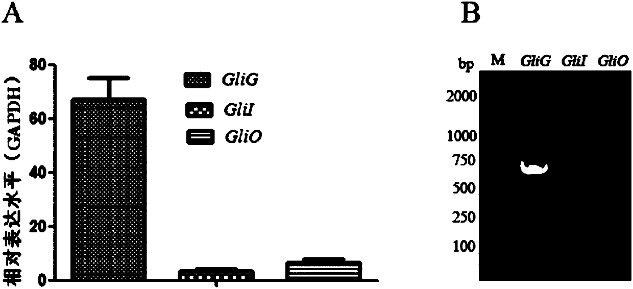 Edyuillia FS110 glutathione S-transferase gene GliG promoter and application thereof