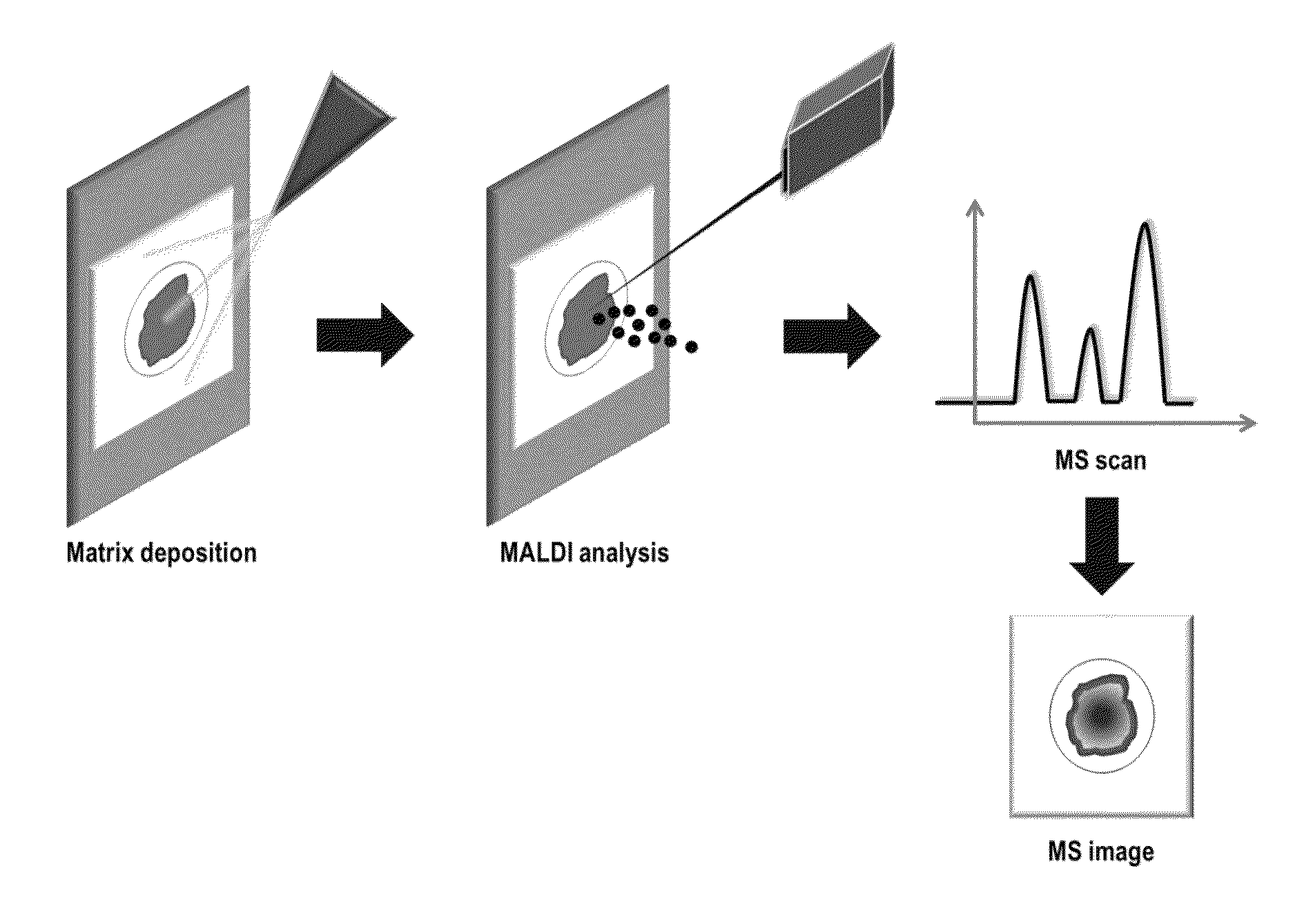 Detection of compounds in a dried fluid spot by direct MALDI/MS