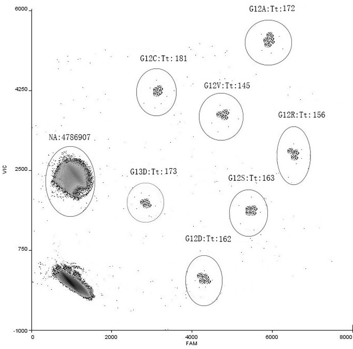 KRAS gene mutation multiple detection primer probe and kit thereof