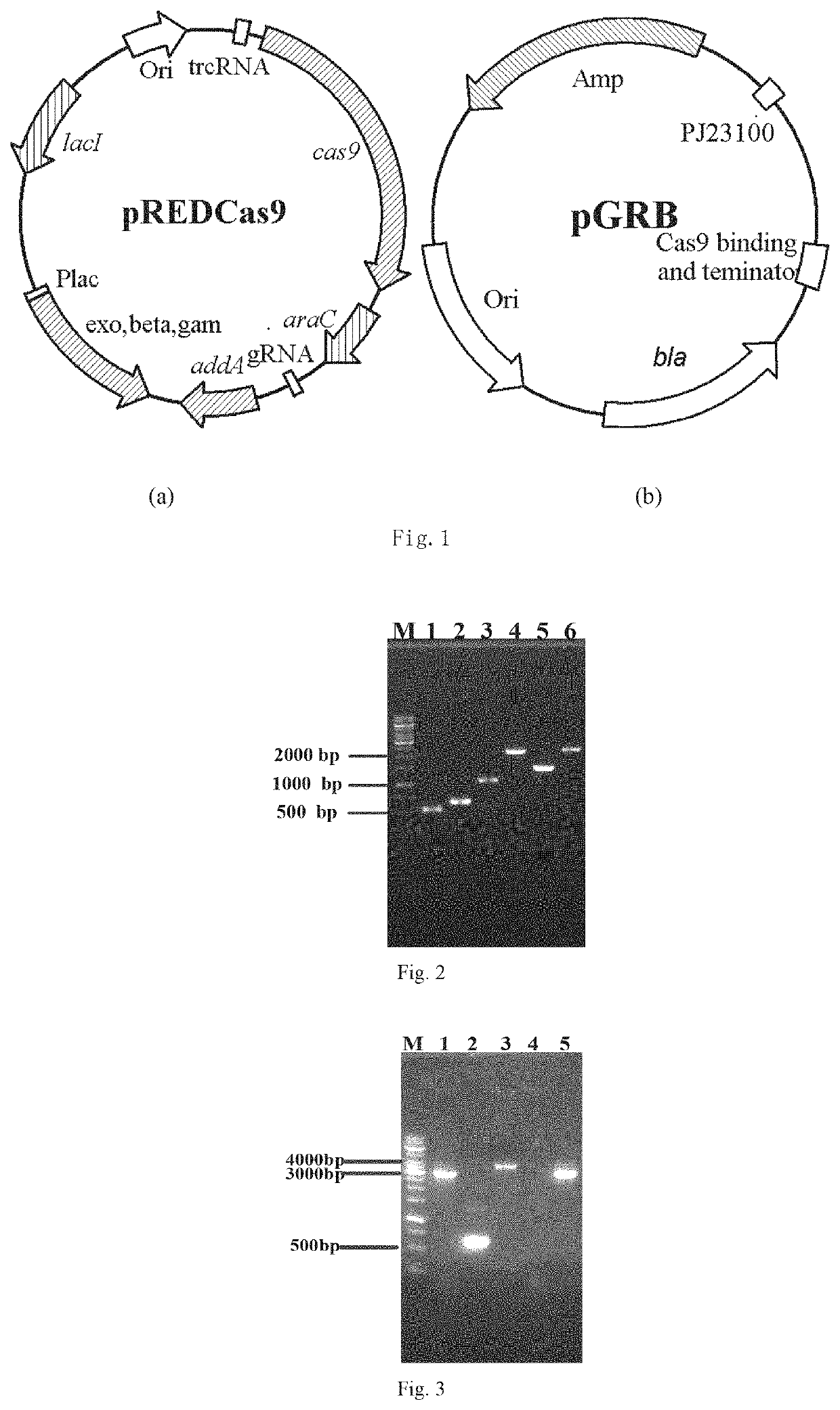 Genetically engineered bacterium used for producing uridine with high-yield