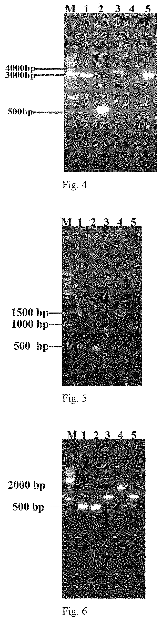 Genetically engineered bacterium used for producing uridine with high-yield