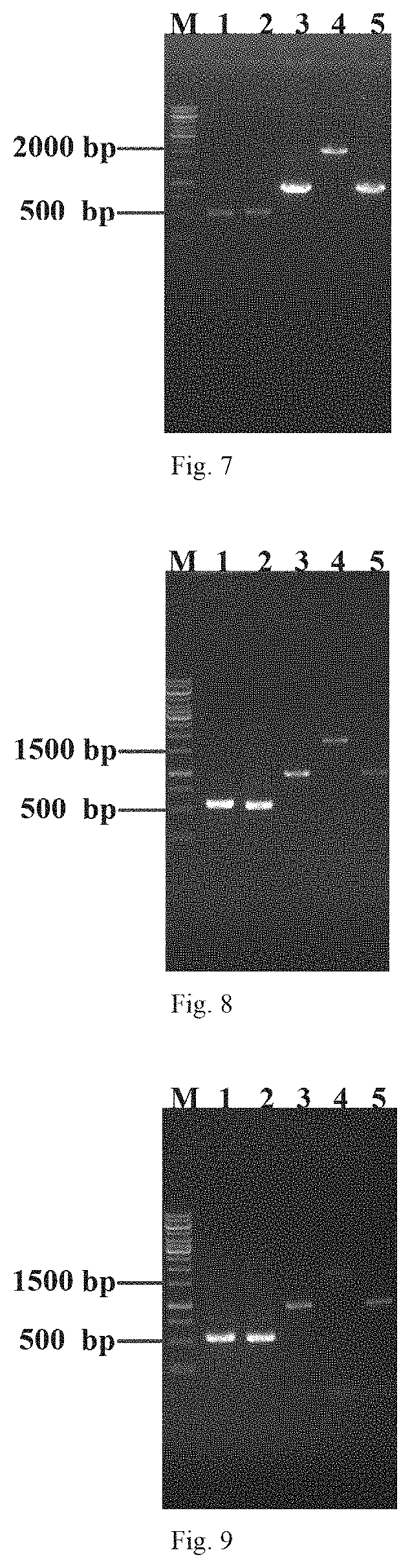 Genetically engineered bacterium used for producing uridine with high-yield