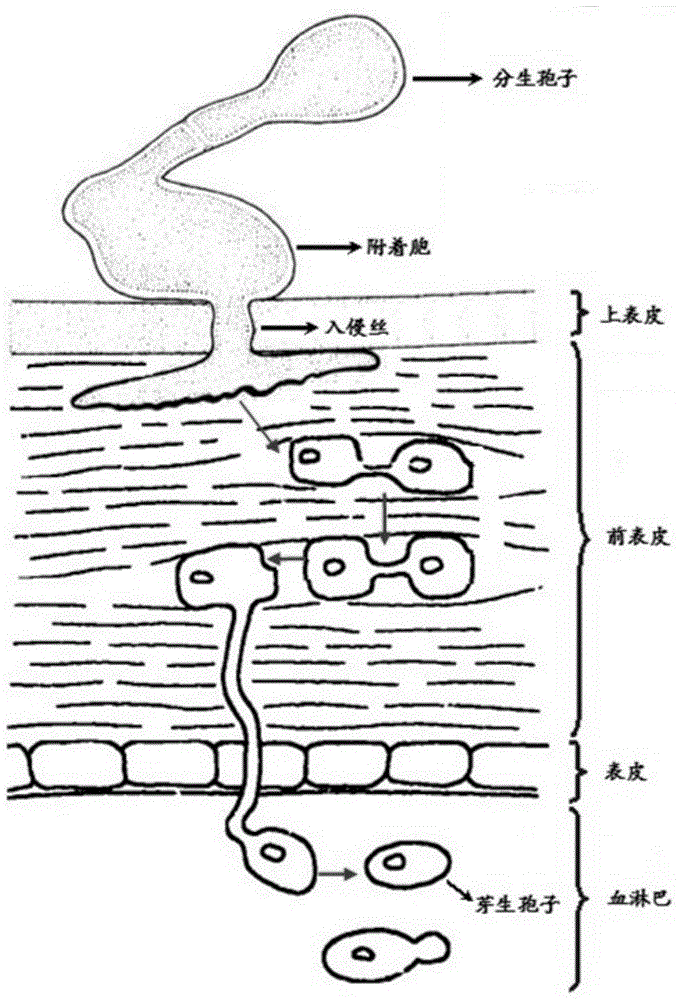 Serine protease, coding gene and application thereof from Cordyceps sinensis