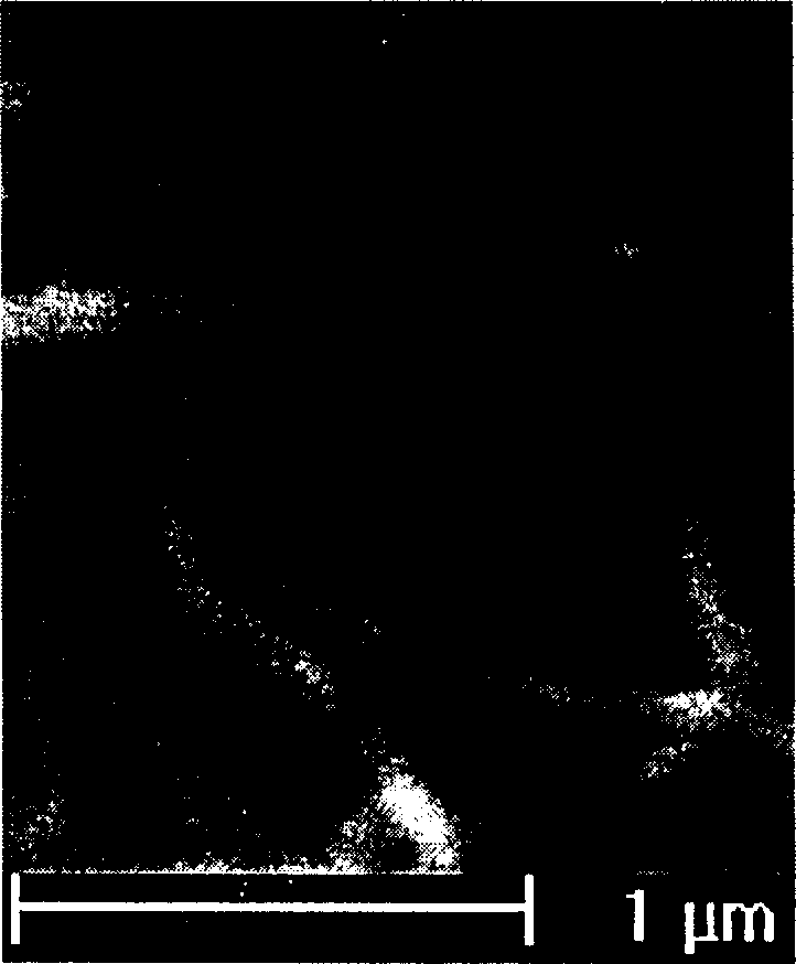 Method for directly forming polypyrrole nano line on electrode surface