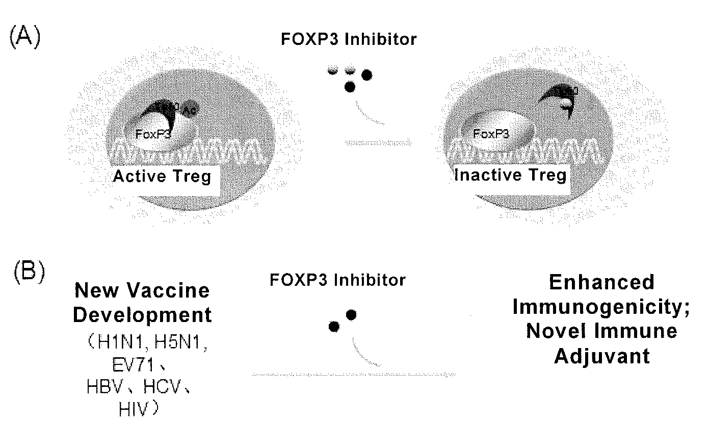 Regulatory factor of foxp3 and regulatory t cells and use thereof