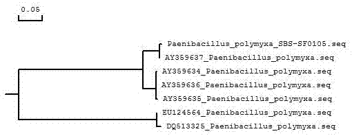 A strain of fritillaria ussuriensis maxim rhizosphere Paenibacillus polymyxa, and applications thereof,
