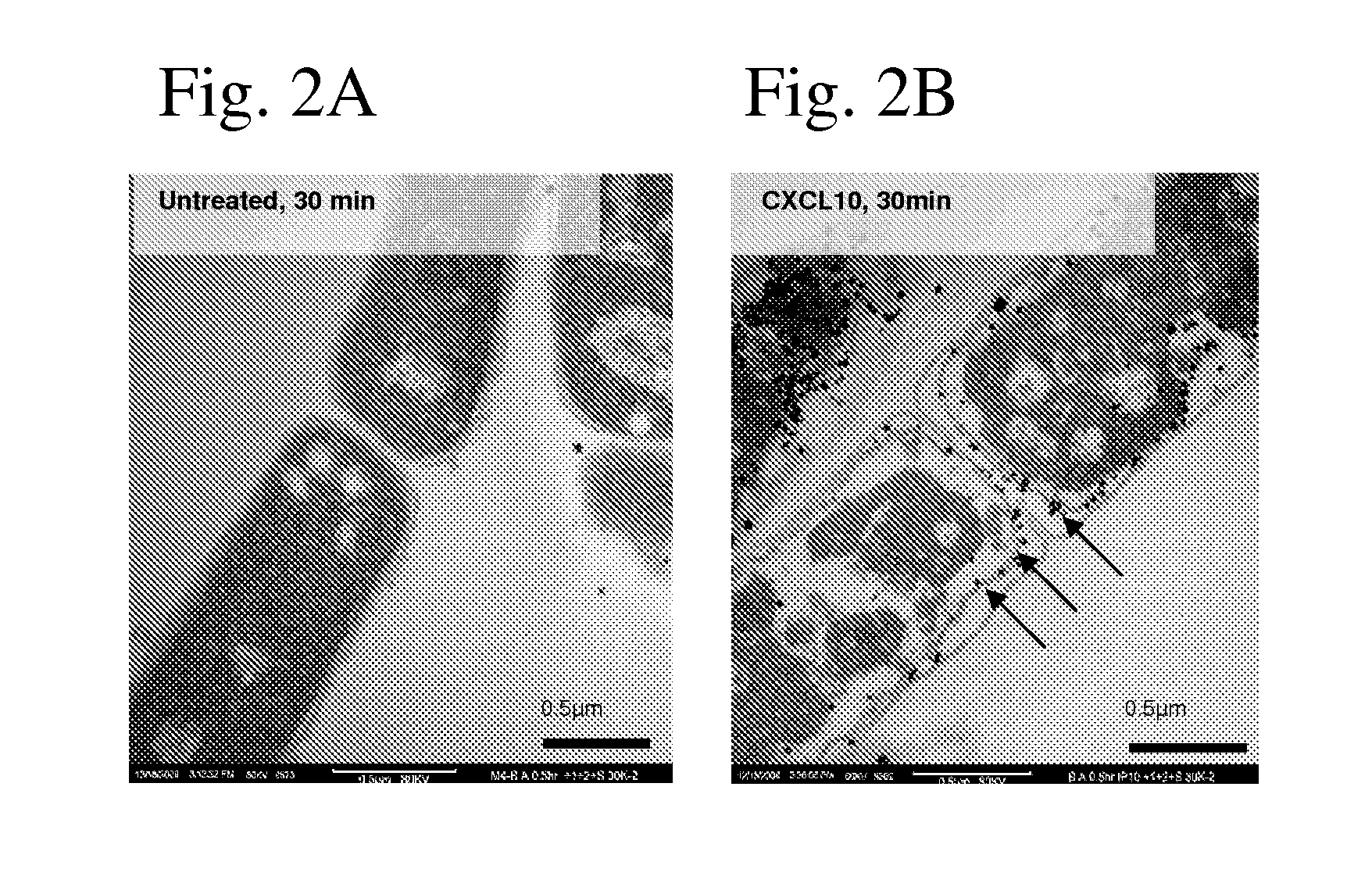 Compositions and methods for using and identifying antimicrobial agents