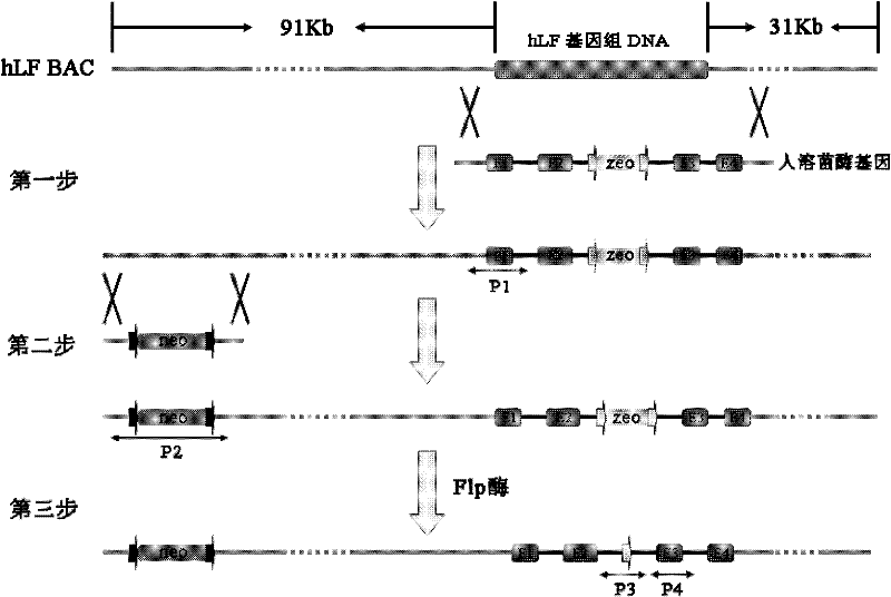 Method for efficiently producing recombinant proteins in mammary glands by utilizing artificial chromosomes