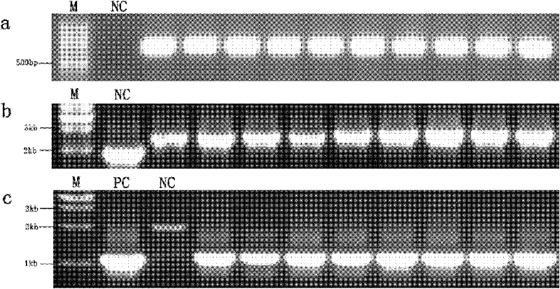 Method for efficiently producing recombinant proteins in mammary glands by utilizing artificial chromosomes