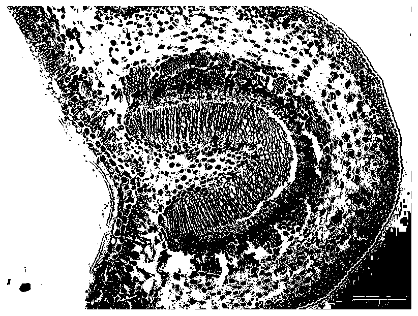 A kind of preparation method of paraffin section