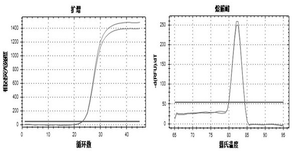 A rapid dna identification method for ivory and its products