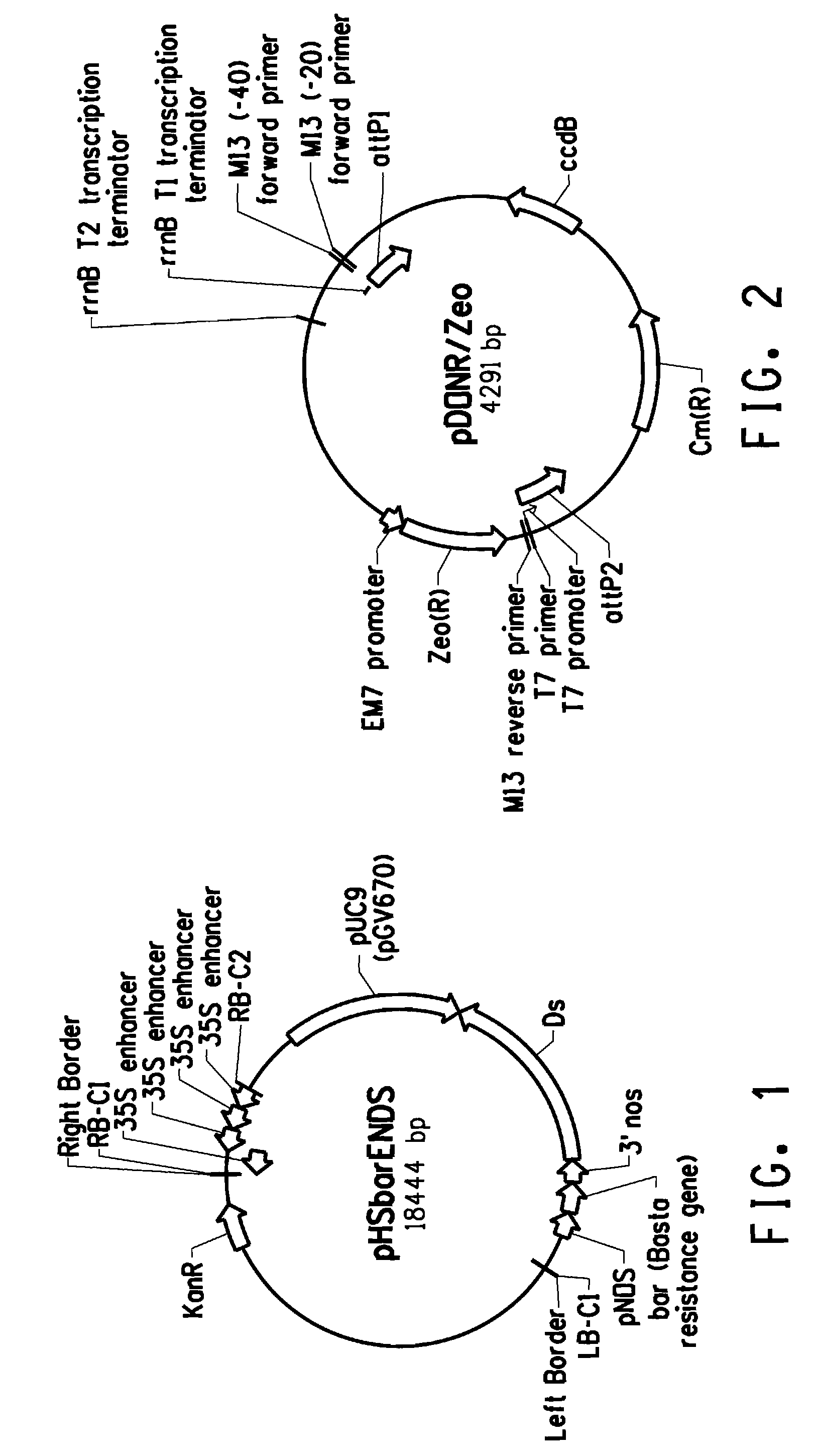 Plants with altered root architecture, related constructs and methods involving genes encoding nucleoside diphosphatase kinase (NDK) polypeptides and homologs thereof