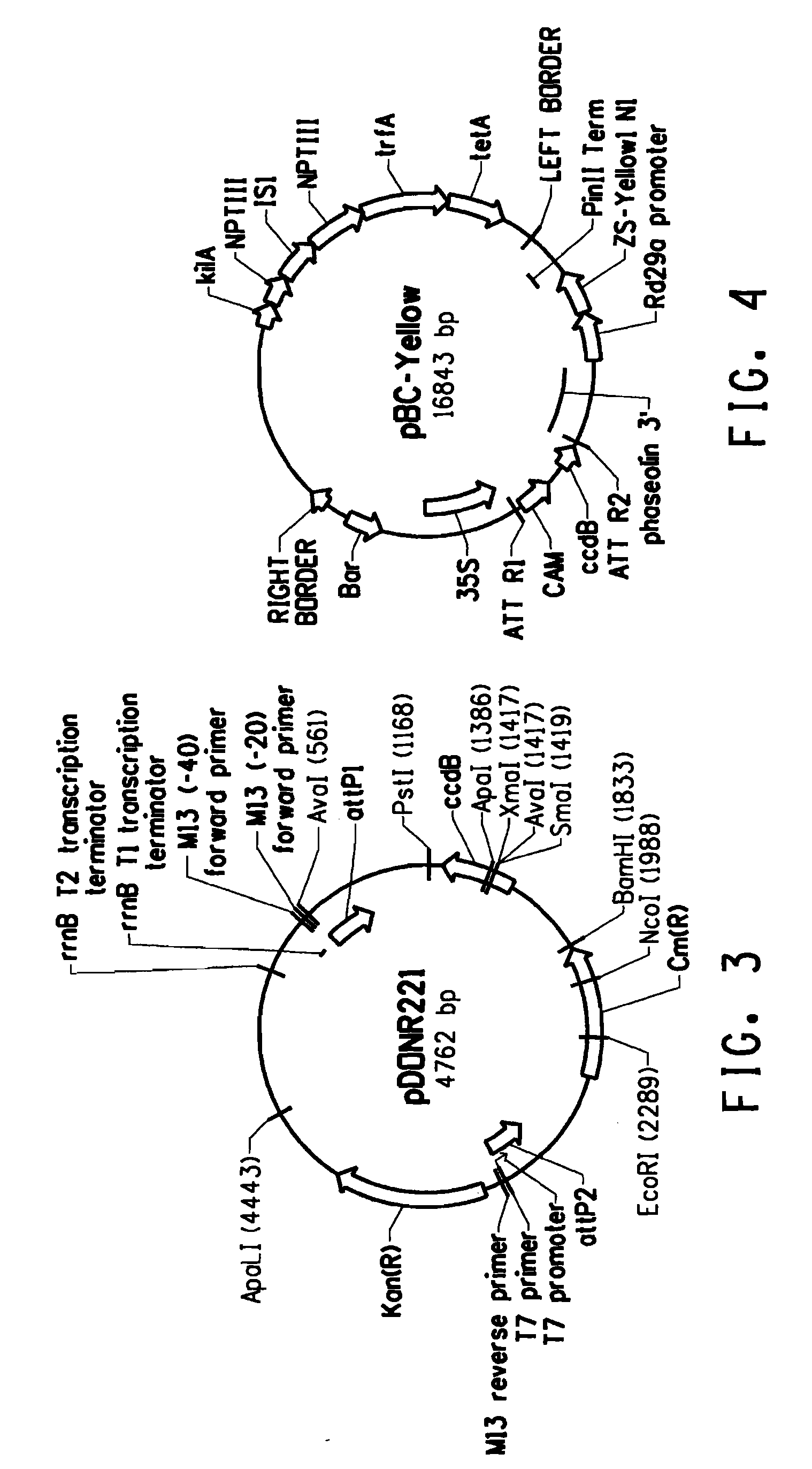 Plants with altered root architecture, related constructs and methods involving genes encoding nucleoside diphosphatase kinase (NDK) polypeptides and homologs thereof