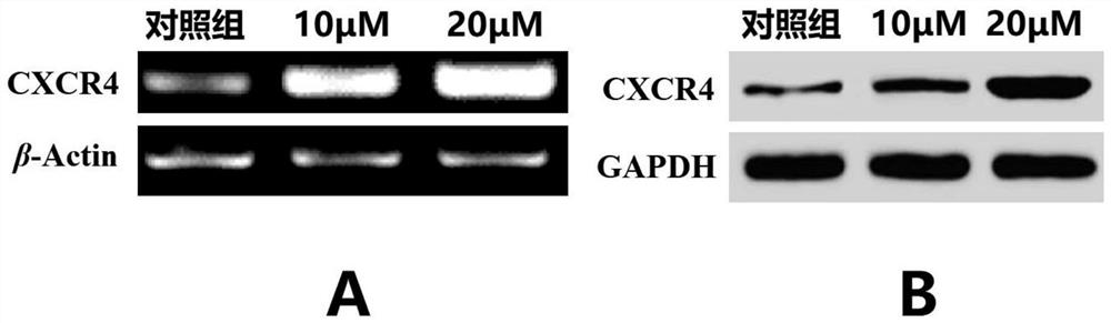 Application of CXC chemokine receptor 4 gene activator in promoting in-vitro proliferation of mesenchymal stem cells