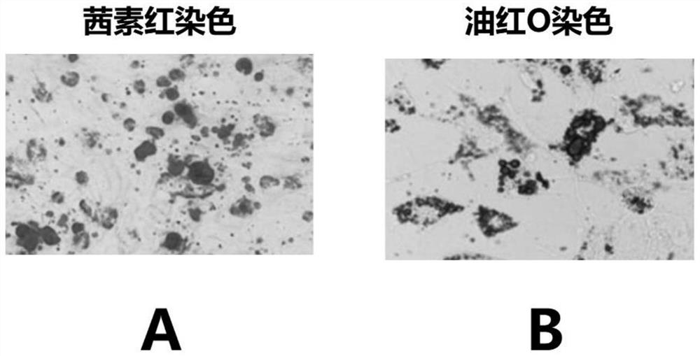 Application of CXC chemokine receptor 4 gene activator in promoting in-vitro proliferation of mesenchymal stem cells
