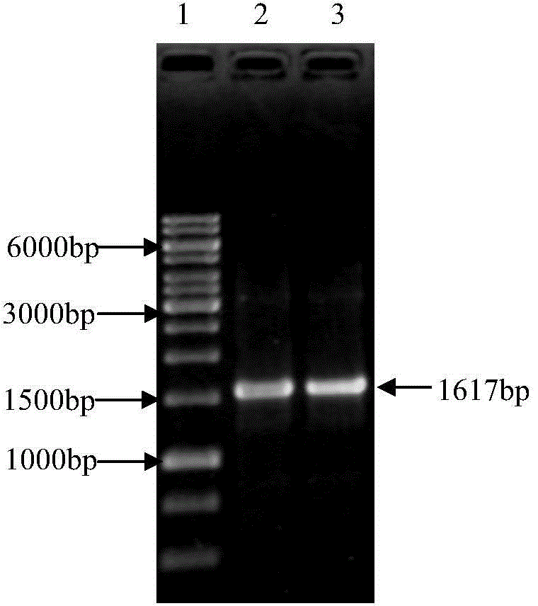 Eimeria tenella gametophyte antigen gam59 gene and application thereof