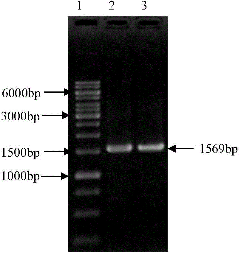 Eimeria tenella gametophyte antigen gam59 gene and application thereof