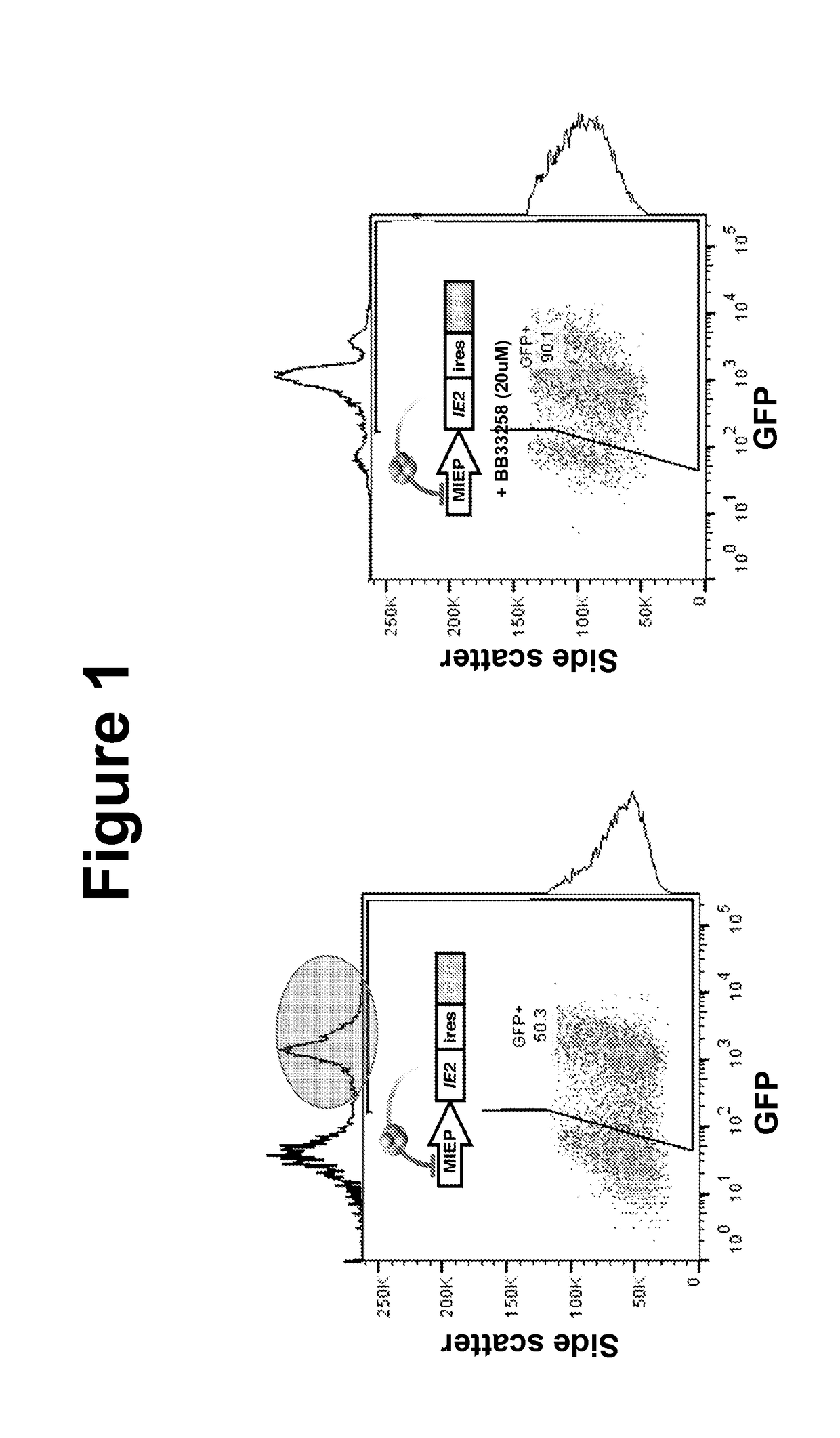 Methods for Treating a Cytomegalovirus Infection
