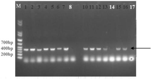 Recombinant expression vector for rapidly increasing cellulase activity of Trichoderma reesei and application thereof