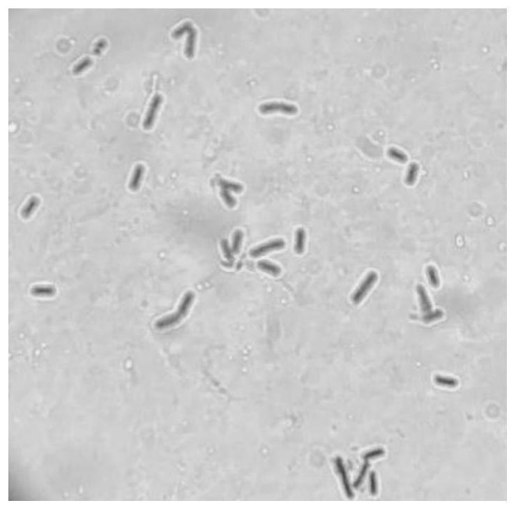 A kind of Bacillus cereus and its application