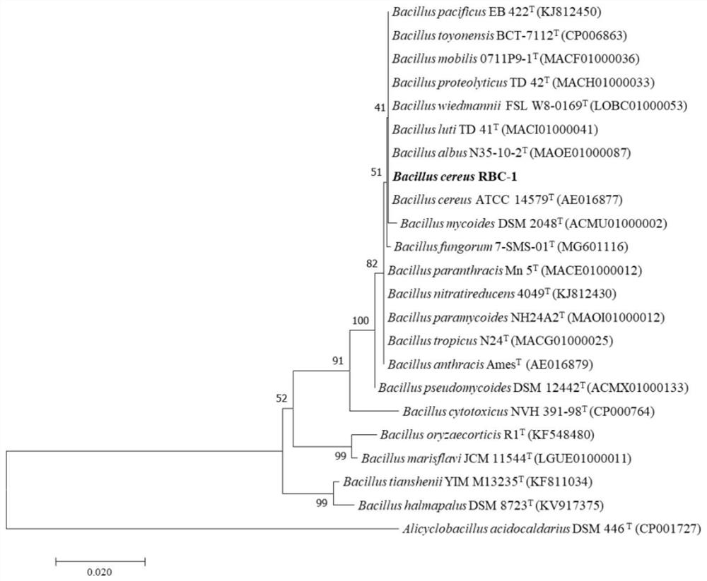 A kind of Bacillus cereus and its application