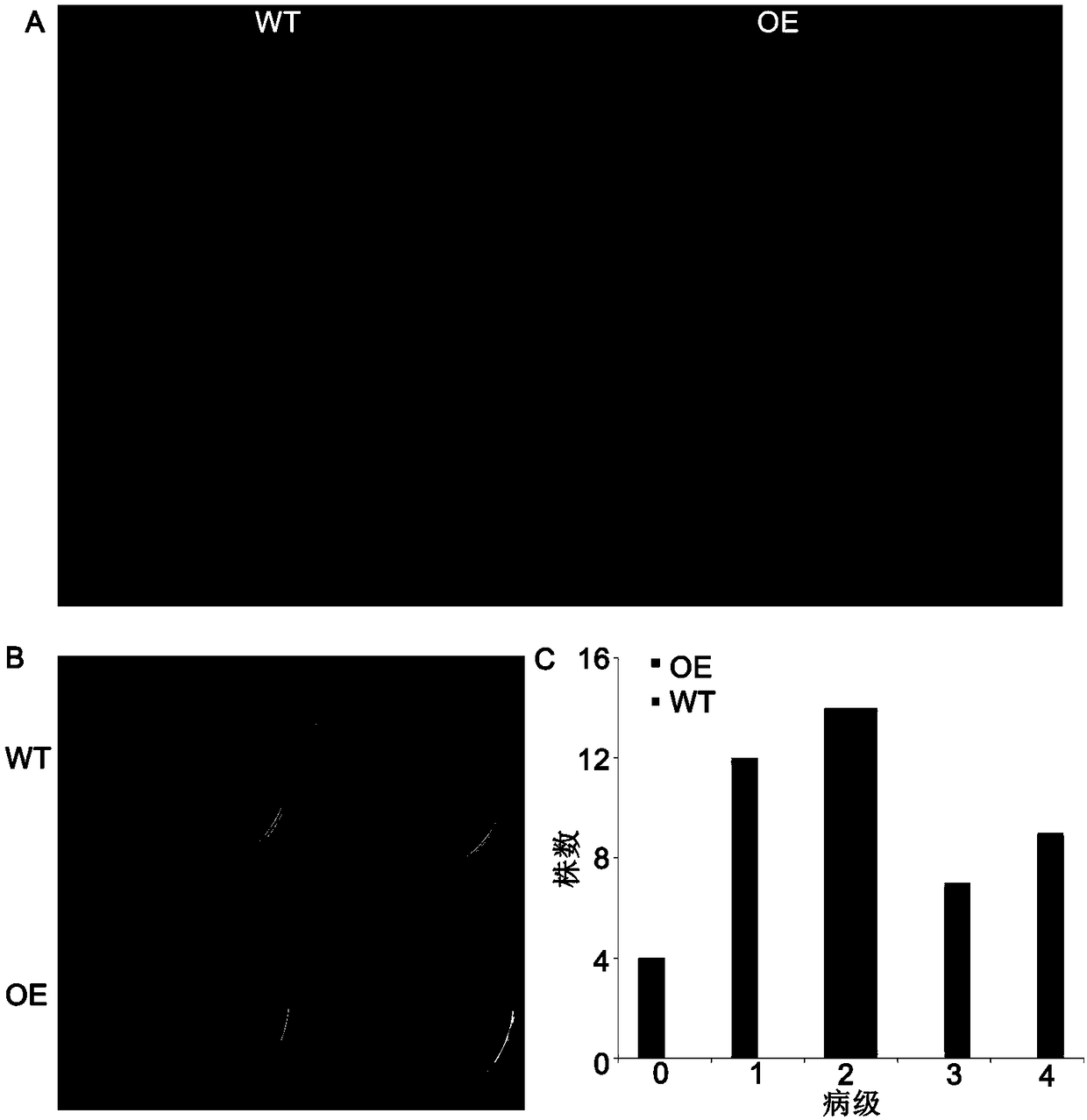 GST gene cluster of upland cotton and application thereof in improving verticillium wilt resistance of plants