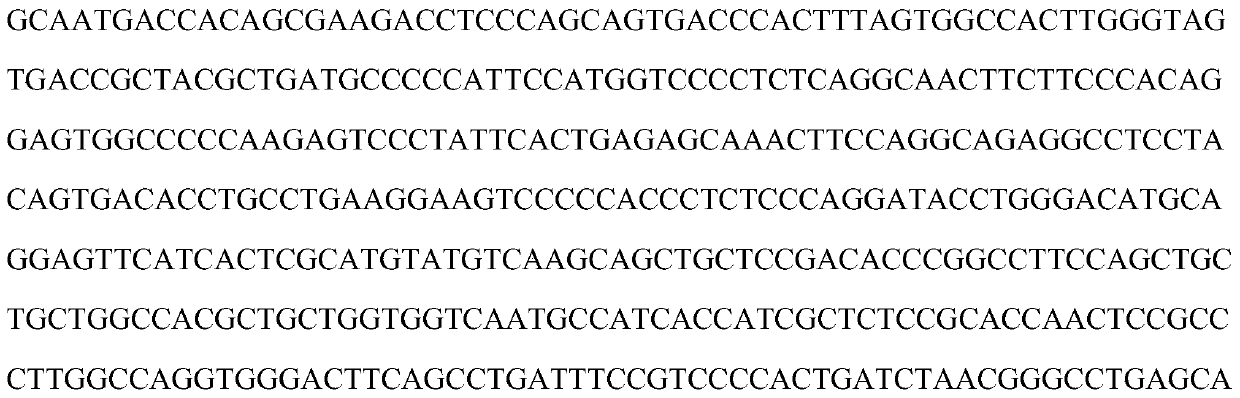 Genetic mark using SNP of third exon of CATSPER4 gene as sperm quality property of pigs