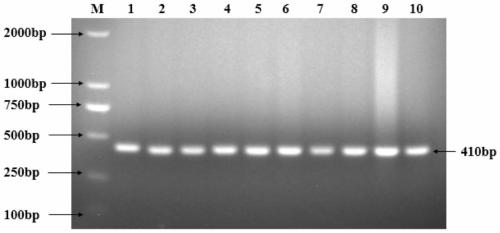 Genetic mark using SNP of third exon of CATSPER4 gene as sperm quality property of pigs