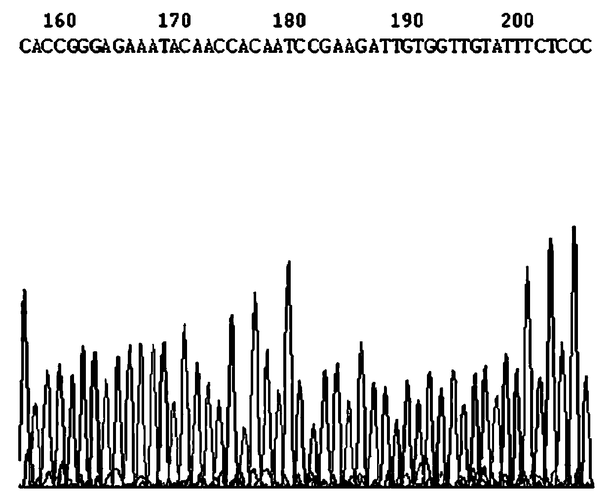 NS5B303shRNA (Short Hairclip Ribonucleic Acid) for inhibiting hog cholera virus replication and preparation method of NS5B303shRNA